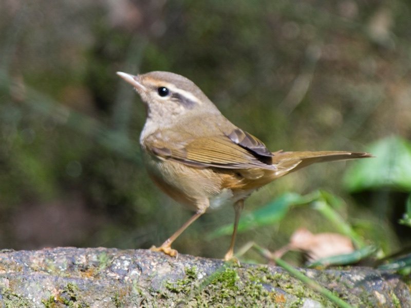 Birds of Vietnam