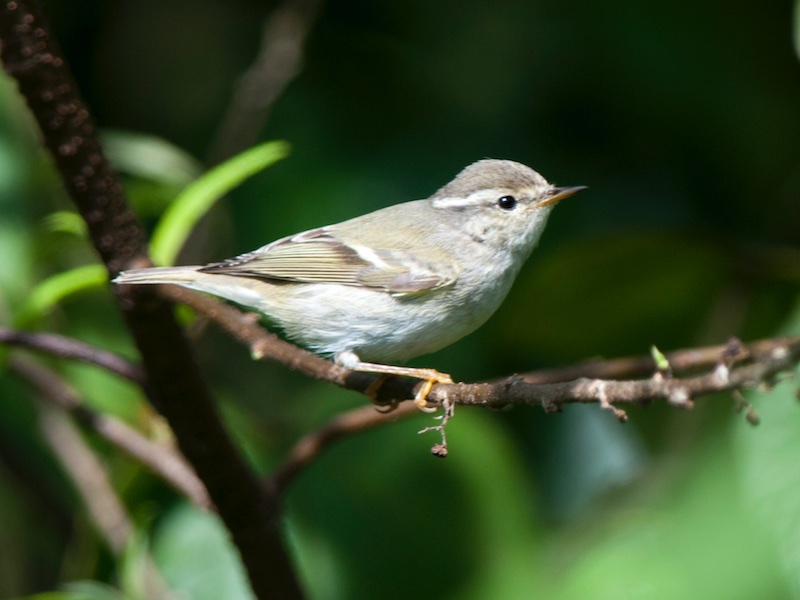 Birds of Vietnam