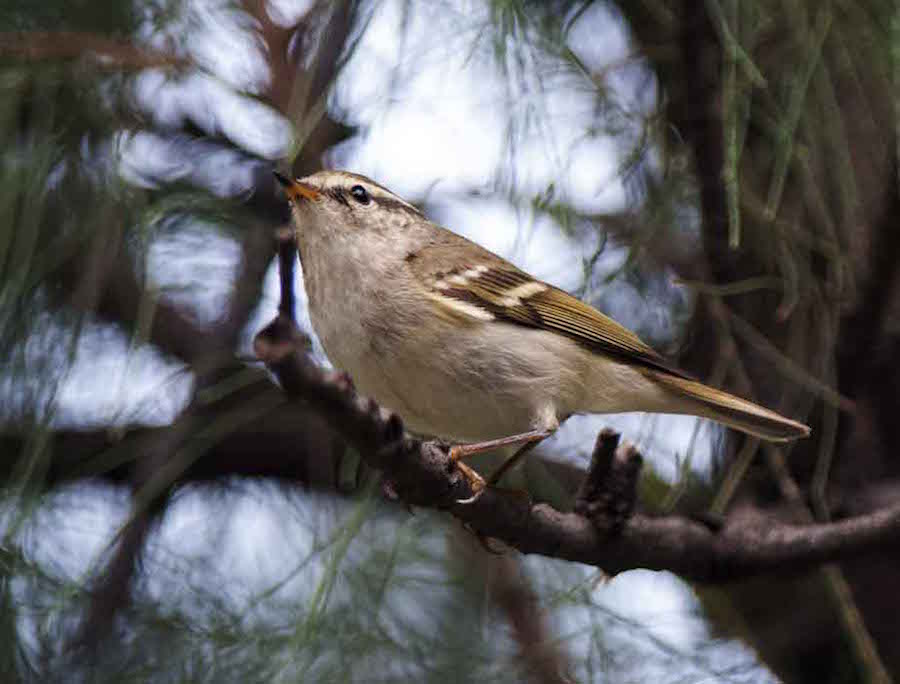 Birds of Vietnam