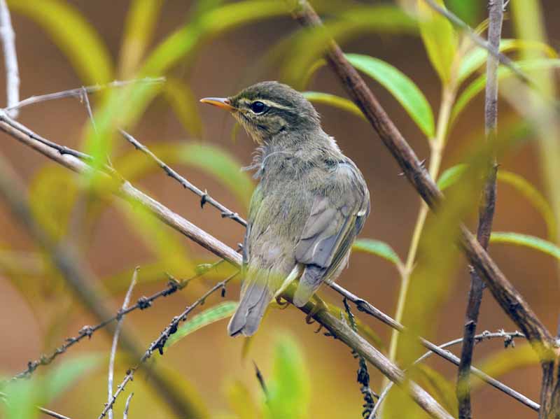 Birds of Vietnam