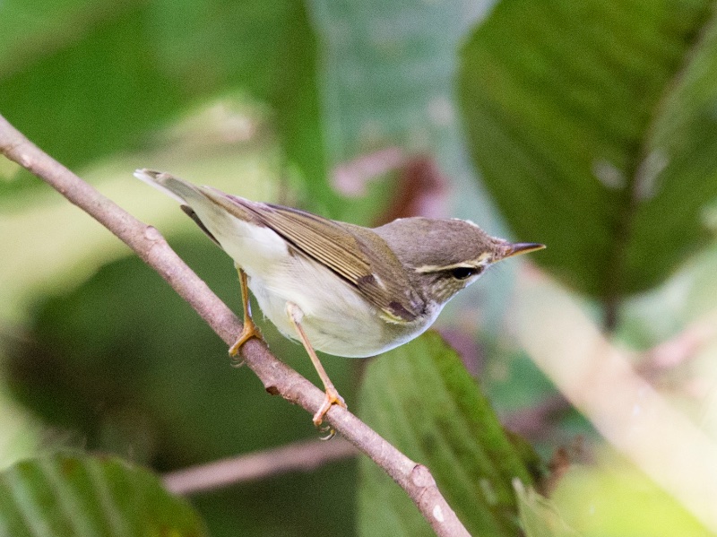 Birds of Vietnam