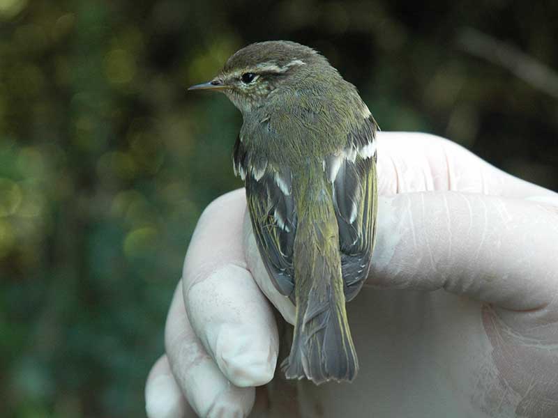 Birds of Vietnam