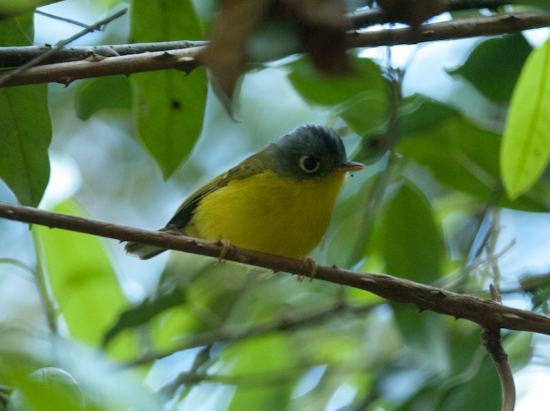 Birds of Vietnam