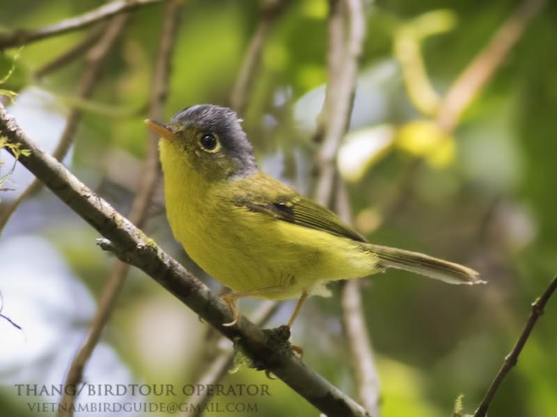 Birds of Vietnam