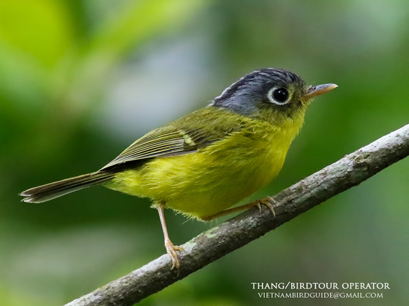 Birds of Vietnam