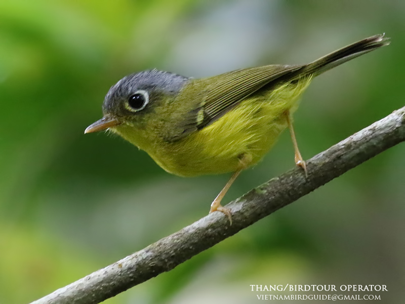 Birds of Vietnam