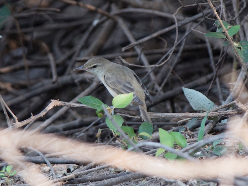 Birds of Vietnam