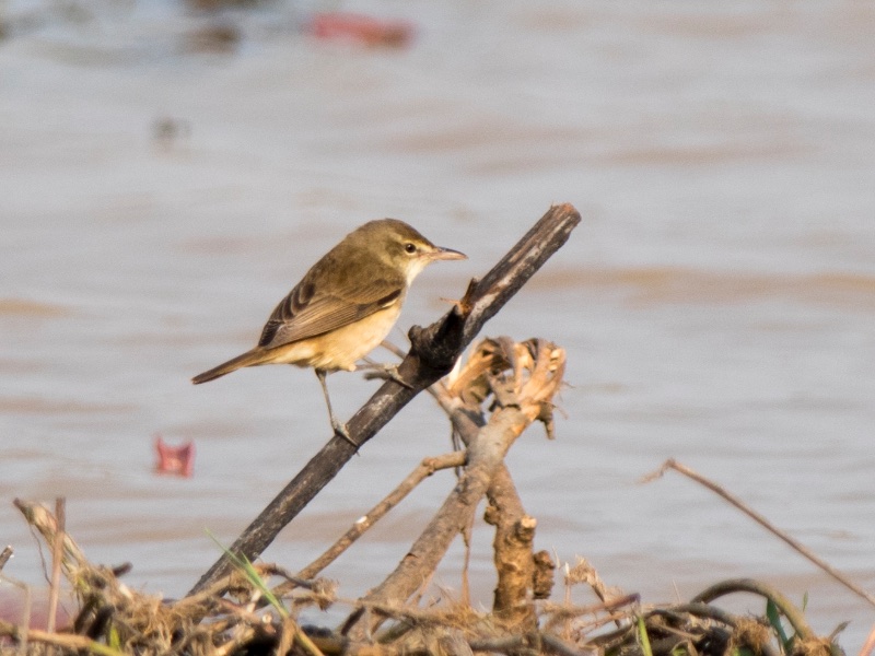 Birds of Vietnam