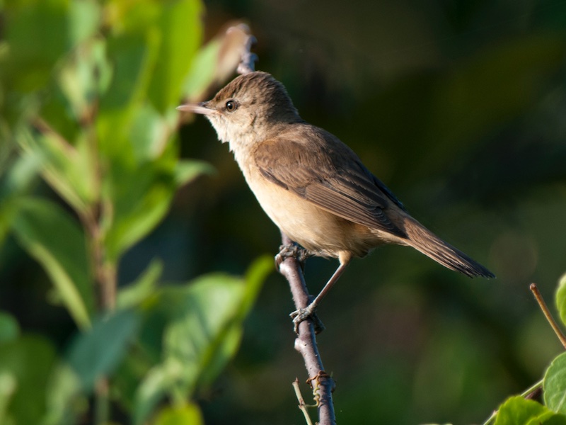 Birds of Vietnam