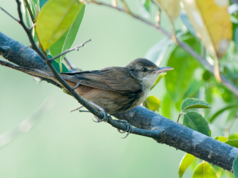 Birds of Vietnam