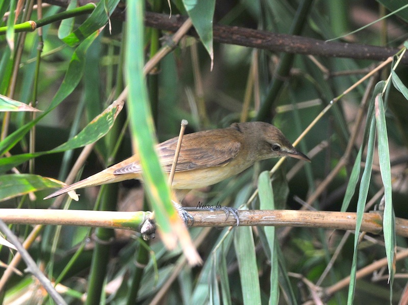 Birds of Vietnam