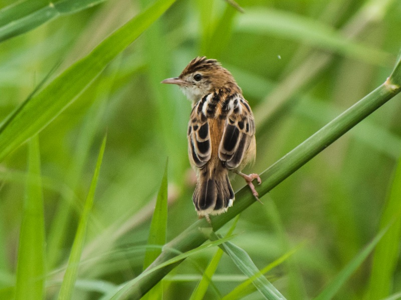 Birds of Vietnam