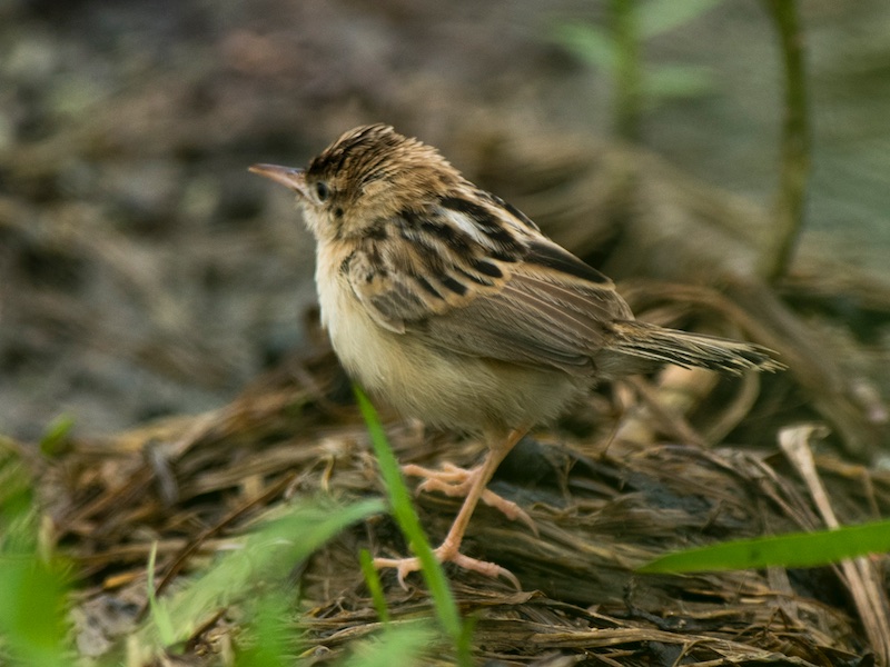 Birds of Vietnam
