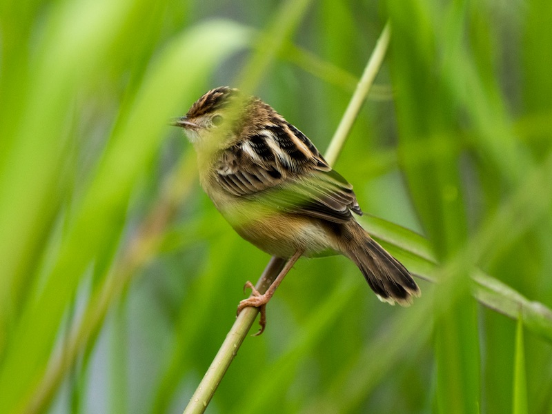 Birds of Vietnam