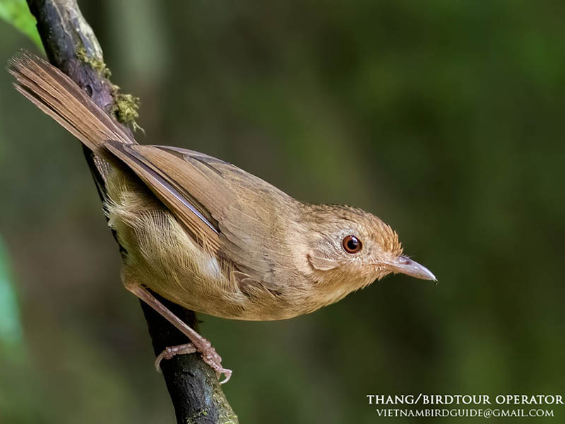 Birds of Vietnam