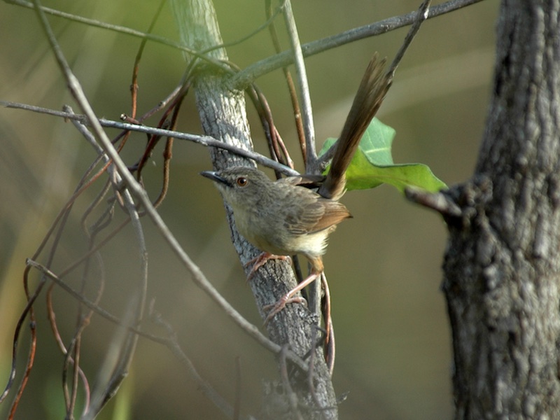 Birds of Vietnam