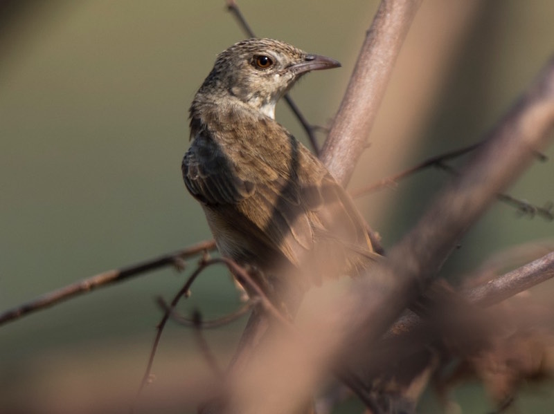 Birds of Vietnam