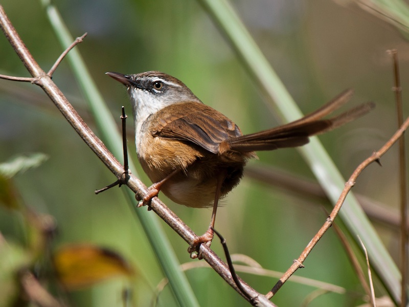 Birds of Vietnam