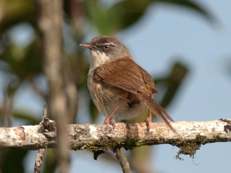 Birds of Vietnam