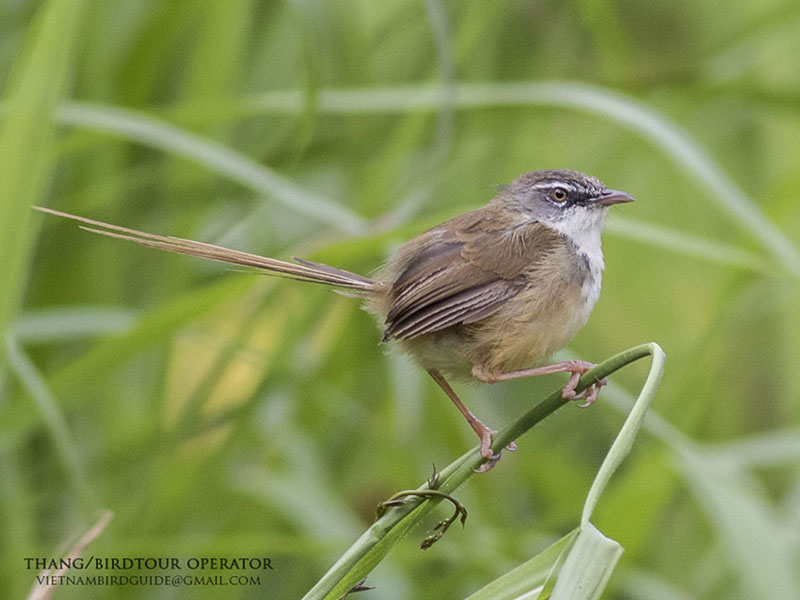 Birds of Vietnam