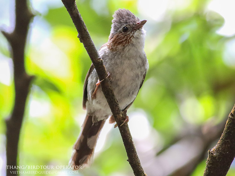 Birds of Vietnam
