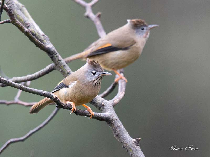 Birds of Vietnam