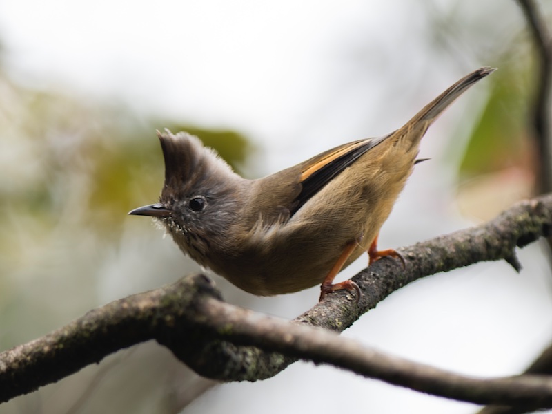 Birds of Vietnam