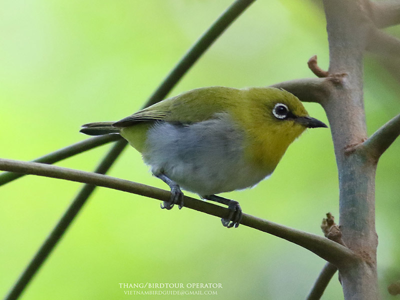 Birds of Vietnam