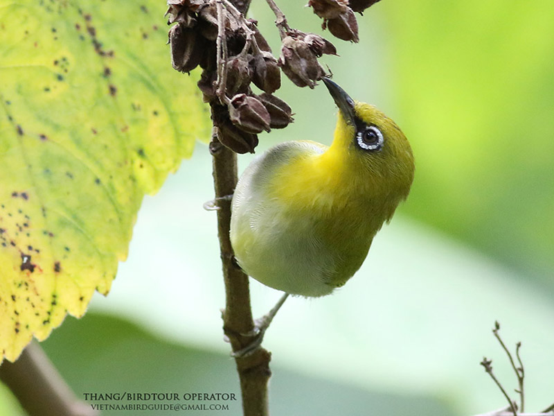 Birds of Vietnam