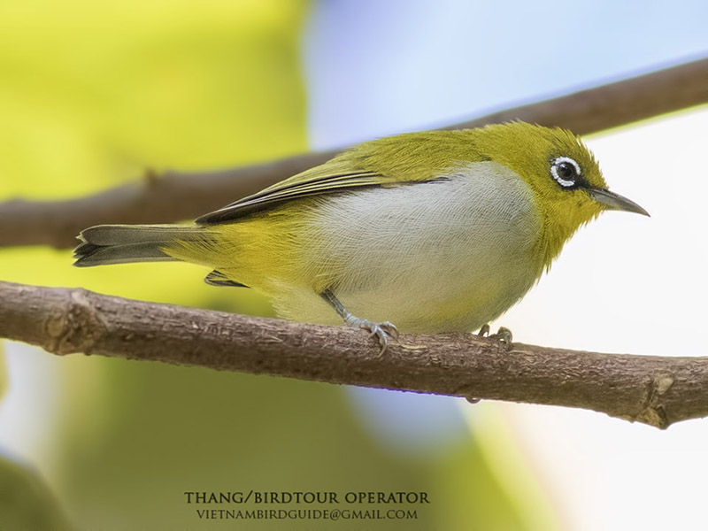 Birds of Vietnam