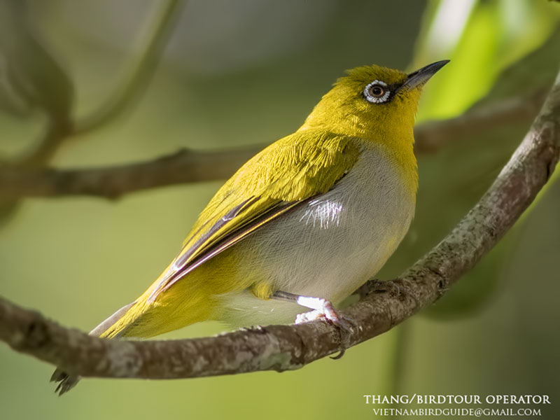 Birds of Vietnam