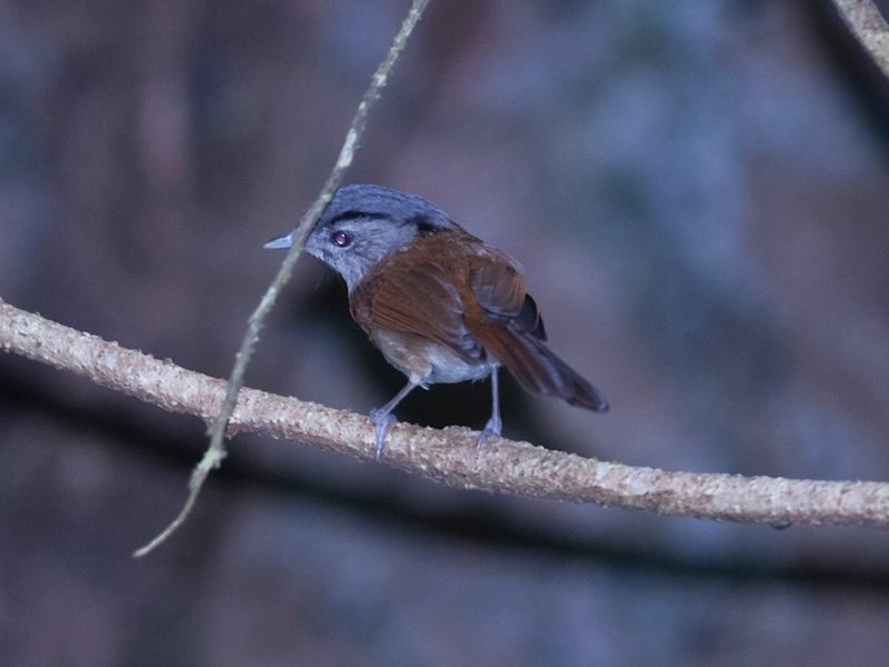 Birds of Vietnam