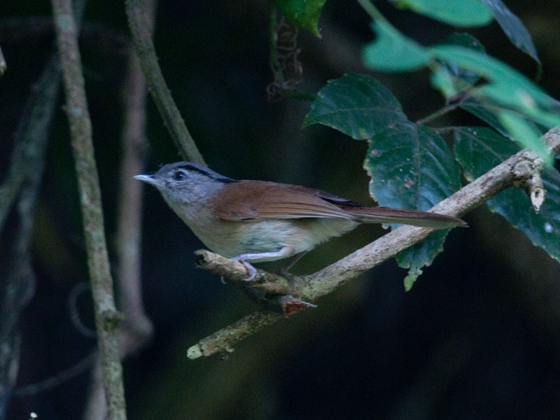 Birds of Vietnam