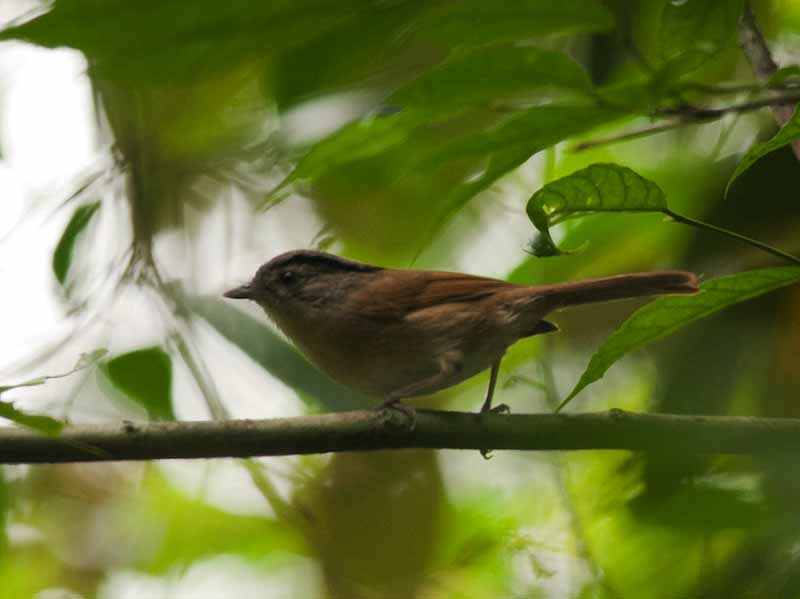 Birds of Vietnam