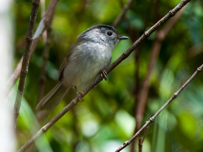 Birds of Vietnam