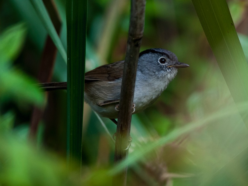 Birds of Vietnam