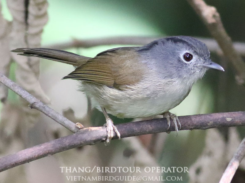 Birds of Vietnam