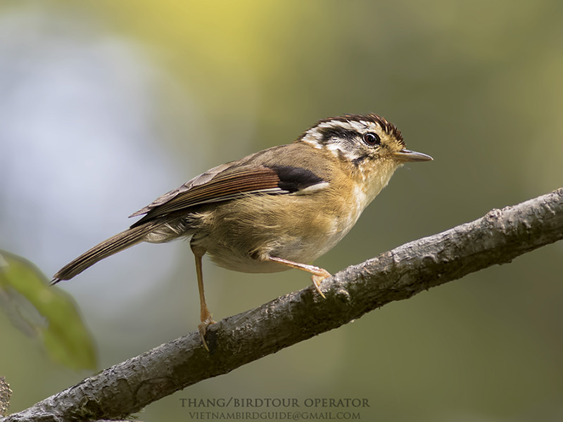 Birds of Vietnam