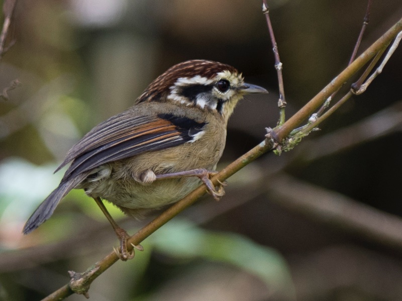 Birds of Vietnam