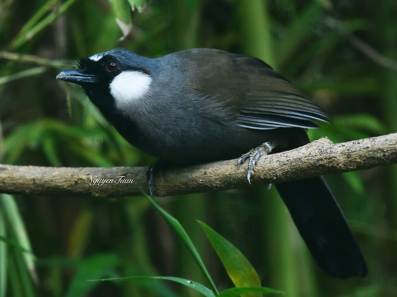 Birds of Vietnam