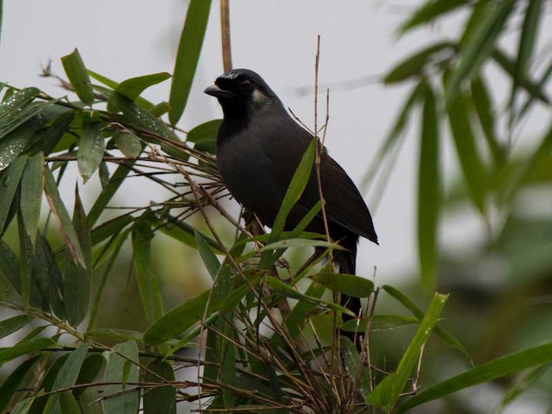 Birds of Vietnam