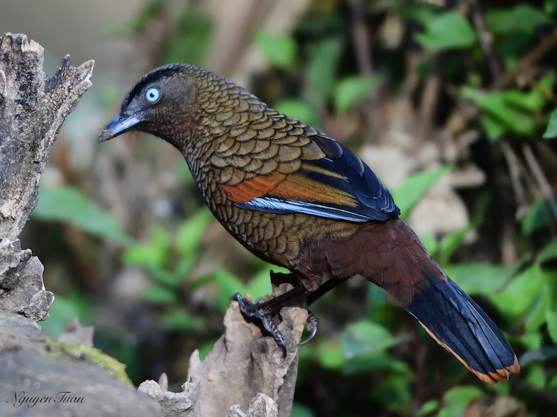 Birds of Vietnam