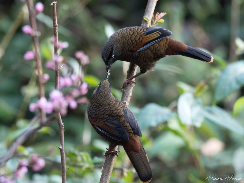 Birds of Vietnam