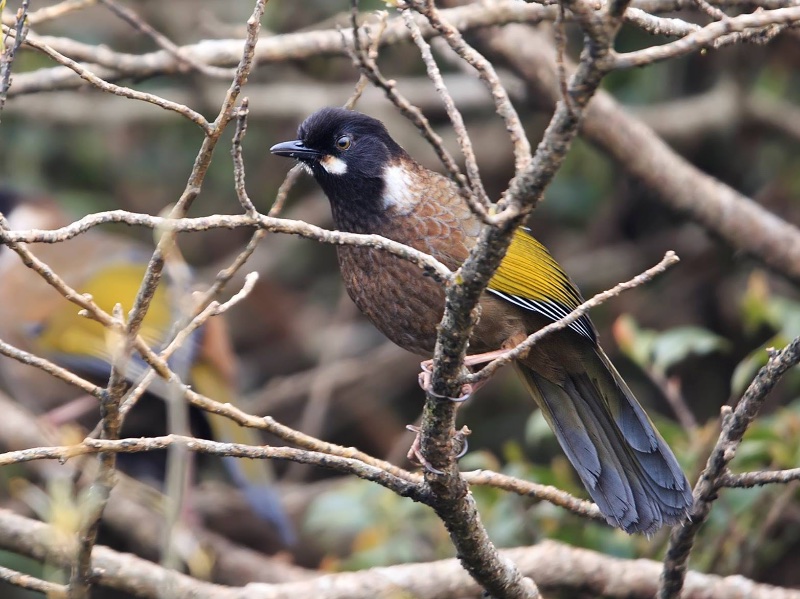Birds of Vietnam