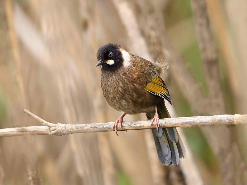 Birds of Vietnam