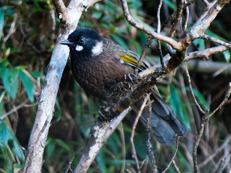 Birds of Vietnam