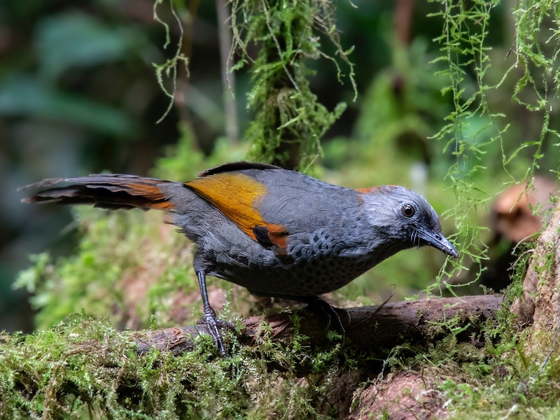 Birds of Vietnam