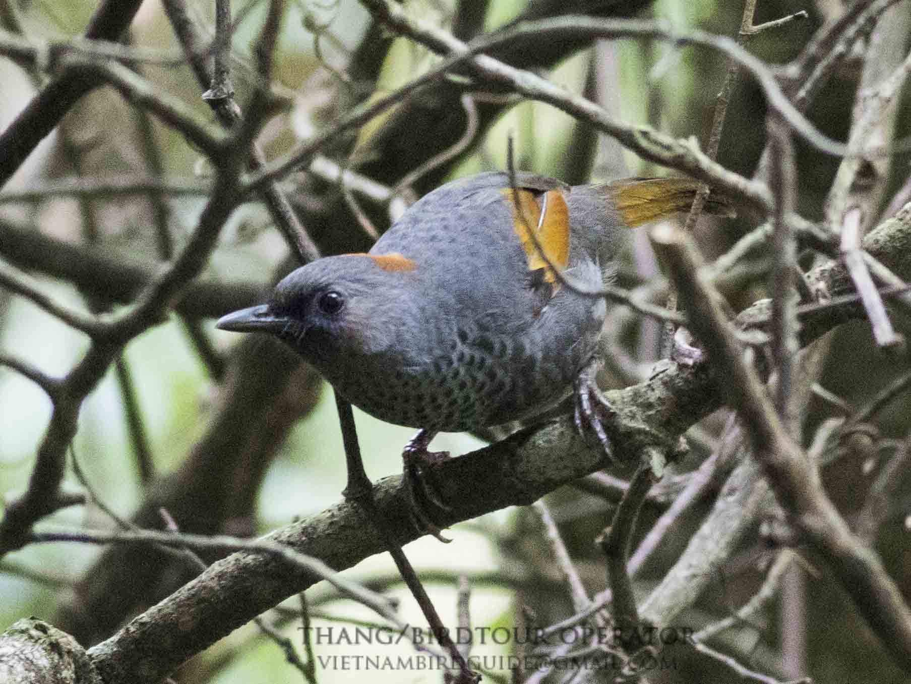 Birds of Vietnam