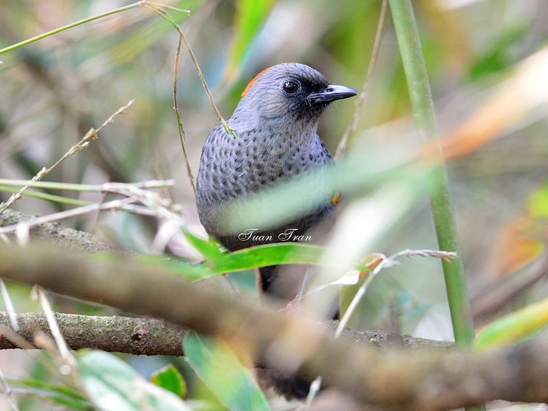 Birds of Vietnam