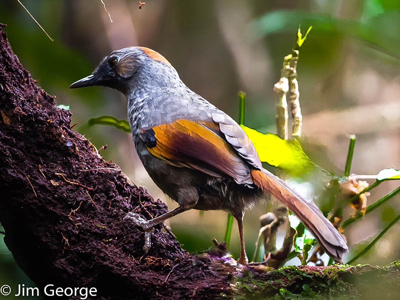 Birds of Vietnam